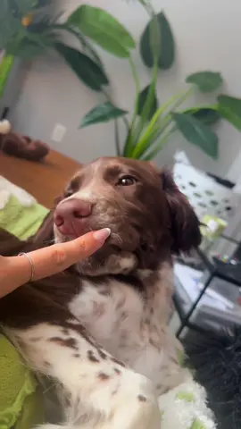 now entering the sting zone⚠️                  #springerspaniel #englishspringerspaniel #puppies #dogs #dogsoftiktok #coyotepeterson #bite #funny #fyp