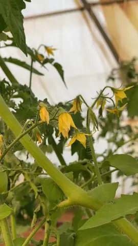 Tomato growing #creatorsearchinsights #tomatogrowing Tomato planting tips #viral #gardening #garden 