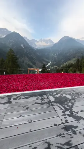 Hai mai visto una piscina interamente coperta di petali di rosa? 2000 rose per un ricordo indelebile #iloveyou #regalispeciali #regaloperfetto #surprisegift #surpriseforher #loveset 