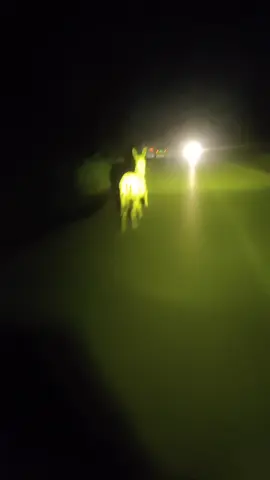 Adnana😂😂#funnytiktok #gulchaht #😂😂😂😂😂😂😂😂😂😂😂😂😂😂😂 