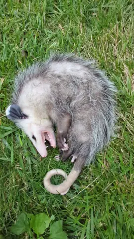 Did You Know?  #  Have you ever wondered what an opossum playing dead looks like?  Check it out!  Don't worry, he came out of it pretty quickly and ran off with his siblings. #DidYouKnow #wildliferescue #wildliferehab #fypage #wildlife #werlingwildliferehab #rehabber #wildliferehabber #rehabilitation #orphanedanimals #savethebabyanimals #oppossum #playingoppossum #oppossumrelease #oppossumrehabilitation #oppossumfacts #wildlifefacts #AnimalFacts 