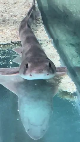 silly little guy  #fyp #fish #catshark #aquarium #foryou 