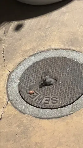 Pt. 2 of this little guy 🐀🥰  #sewerrat #ratsoftiktok #bars #nightout #girlsnight #lovely 