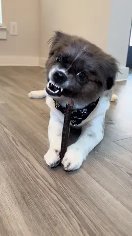 Enjoying these pup crunchies 🥰🐶🐾 #crunchy #crunchysounds #asmr #dogasmr #dogtreats #pearlywhites 