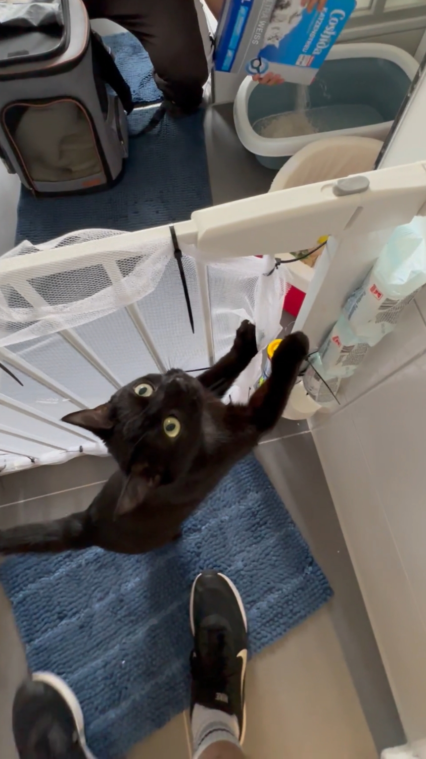 We didn't expect it to go like this 🫣 #cat #catlover #catsoftiktok #cutecat #cattok 