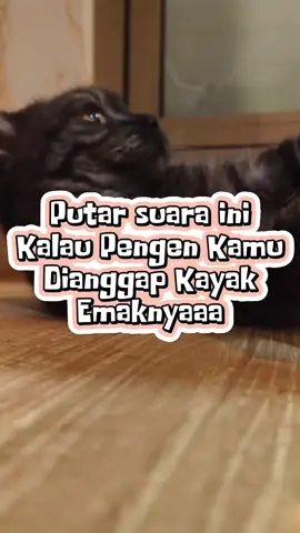Suara ini bisa mewakili kamu jadi emak kucing 😁 Suara kucing Bahasa kucing Kucing tiktok Kucing lucu #kucinglucu #bahasakucing #suarakucing #kucingtiktok #kucinggemoy 
