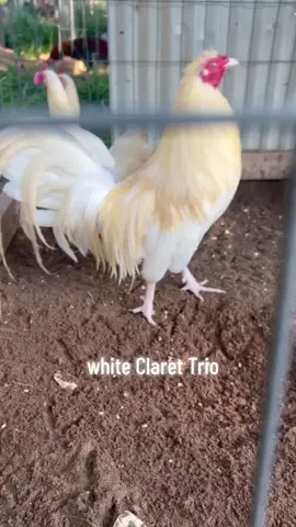 white claret #roosters #hawaiigamefowl #chicken #chickensofinstagram #gamerooster #gamefowlbreeder #tennessegamefowl #oklahomagamefowl #gamefowl #mississippigamefarm #oklahomagamefarm #alabamagamefarm #americangamefowl #backyardbreeders #babychicks #hatchgamefowl #gamefowlbreeders #chickensoftiktok #rooster 