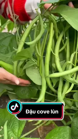 Có ai thích những chậu cove lùn sai trái như này không ạ ??? #daucove #rau #xuhuong #lamvuon #daucovelun #đậu #raucuqua #hatgiong 