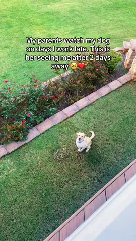 The way this dog looks at me…She’s my best friend. #mydog #mydogismybestfriend #welcomehome #labrador #happypuppy 