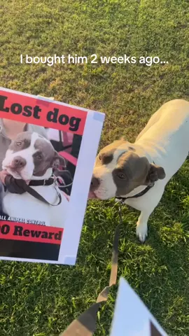 I took all the signs down smh 🐕😑 #Lostdog #Reward #Pitbull #Twins #Signs #dopplerganger 