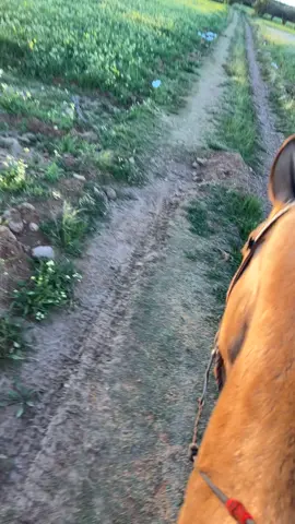 #parati #atardeceres🌅 #ranchos zac 🤠🐴