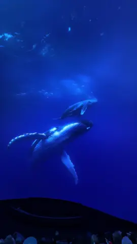 this is insane 🐋 #sphere #lasvegas #fyp #viral 