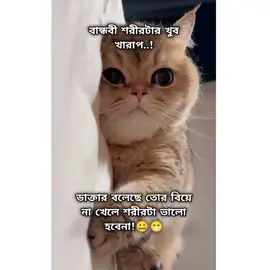 কবে খাওয়াইবি  । । । #sorip_03  #নোয়াখাইল্লাহ_হোলা #নোয়াখাইল্লা_হোলা #✨🐸তোমাগো_দুলাভাই🐸✨ #sorip_03#_._sorip_sheikh_._#_._sorip_sheikh_._ #_._sorip_sheikh_._ 