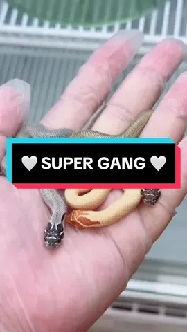♠️ SUPER GANG ♠️ #สวนสัตว์tiktok #สัตว์เลี้ยงน่ารัก #hognose #reptile #sweethogs #hognosesnake #งูฮอกโนส #งูจมูกหมู  #シシバナヘビ #豬鼻蛇 
