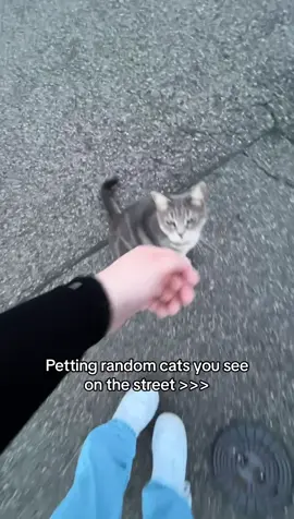 #cat #catsoftiktok #catlover #cattok #pet #petting #cute 