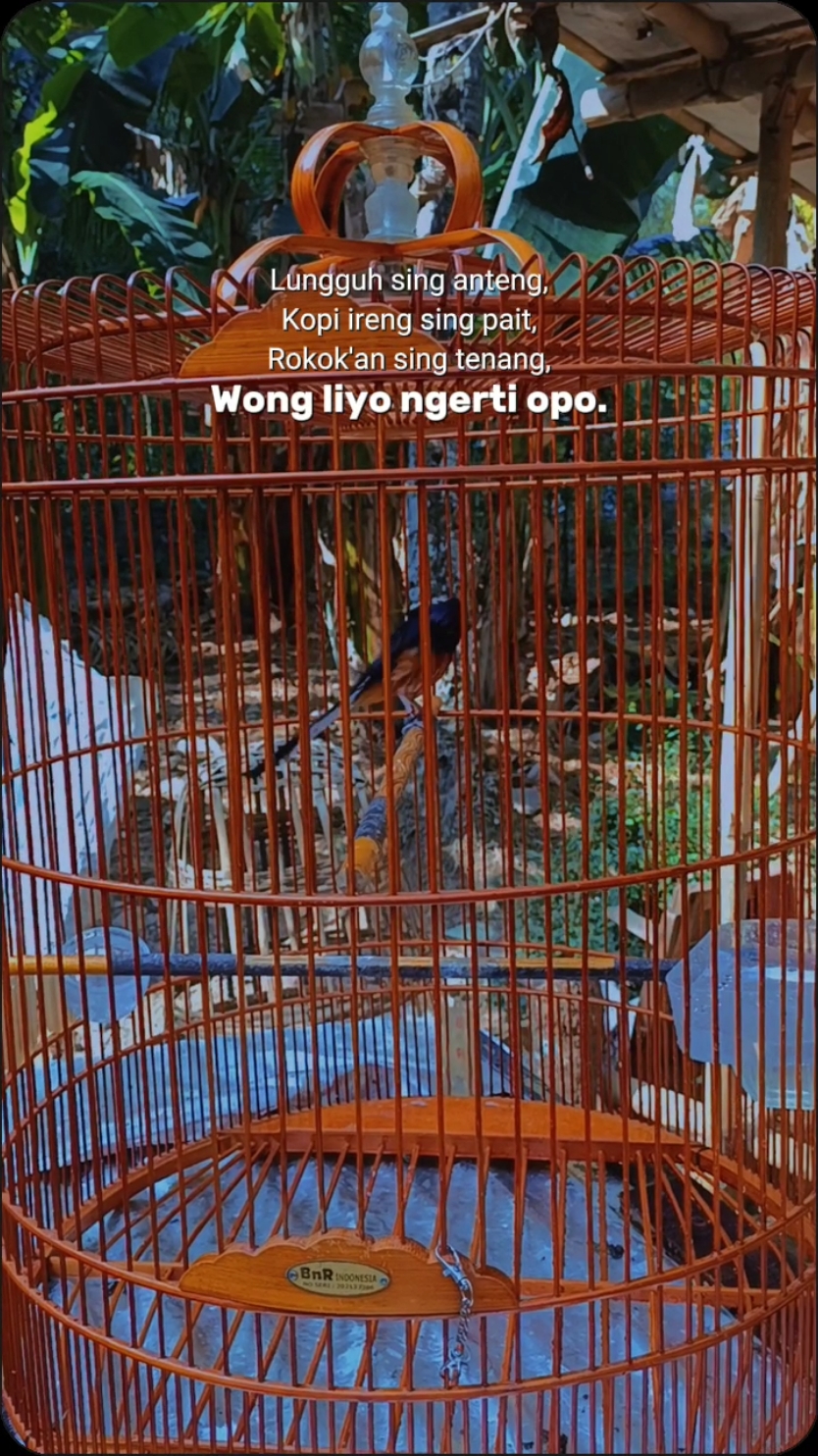 wong liyo ngerti opo  #kicaumania  #muraibatu #gantangan  #burungekorpanjang  #katakatabijak  #quotesburung 