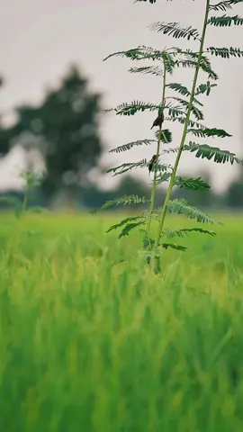 ธรรมชาติ#ตากล้องภาพเบลอ #หน้าฝน #ฝนตก #ทุ่งนา #วิวสวย 