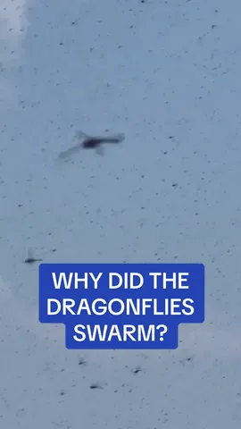 Even the beachgoers of the Misquamicut State Beach would take dragonflies over mosquitos 🦟 🎥Storyful/TMX  #rhodeisland #beach #fly #mosquito #run #panic #Summer #bug #insect #news #story 