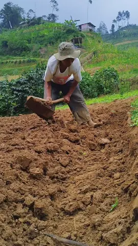 walaupun usianya sudah sepuh tapi semangatnya mencangkul luar biasa,petani sayur ,petani indonesia ,petani kampung,petani mencangkul ladang,seputar Banjarnegara,petani Banjarnegara. #petani #banjarnegara #mencangkul  #petani_banjarnegara #seputar_banjarnegara