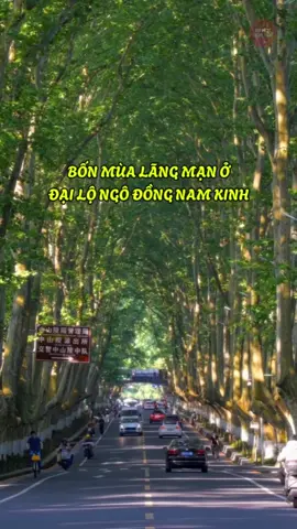 Ngắm nhìn bốn mùa lãng mạn ở Đại Lộ Ngô Đồng Nam Kinh - món quà mà Tưởng Giới Thạch đã dành tặng cho người tình của ông, chính là Tống Mỹ Linh.  #duhochoangu #dailongodong #NamKinh #langman