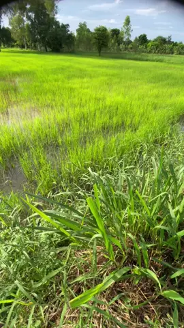 #ท้องฟ้า⛅🌈 #เธรดเพลง #เธรดวันนี้ #ยืมลงสตอรี่ได้ #วิวบ้านนอก🍃 #ฟีดดดシ #fypg 