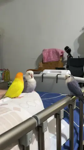 😂😂#birdsoftiktok #birds #lovebirds 