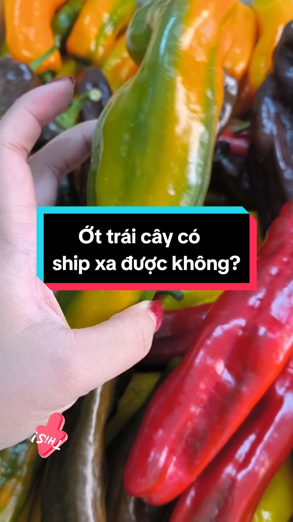 Ớt Trái Cây ship được toàn quốc không? Có bảo hành không shop? Và đây là câu trả lời ạ 😍🥳 #otpalermo #otbaby #ottraicay #otngot #otdalat #otkhongcay #xuhuong #tiktokshop #eatclean 
