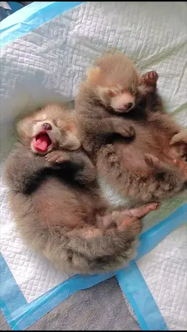 Adorable baby ❤️ #redpanda #redpandacute #redpandacub #cute #cuteanimals #cutest #adorable 