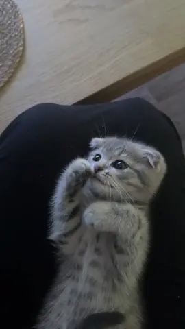 L’amour d’une vie  #catsoftiktok #cat #kitten #pet #kitty #scottish #scottishtiktok #scottishfold #cute #pourtoi 
