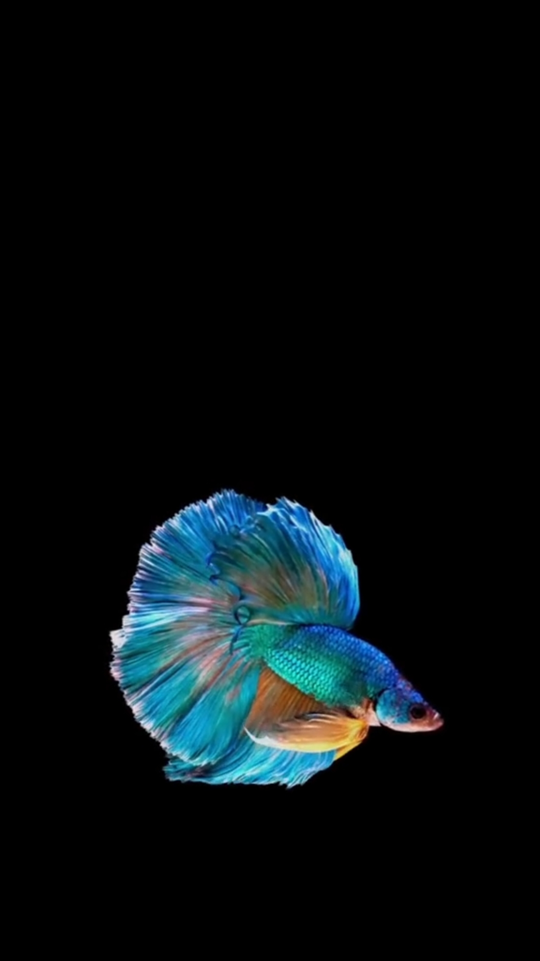 Beta Fish 3D Live Wallpapers Photos #betafish #aquarium #animals #animalsoftiktok #color #nature #nationalgeographic #wallpapers #livephotos #livewallpapers #videowallpapers #phonewallpapers #bestwallpapers #newwallpapers 