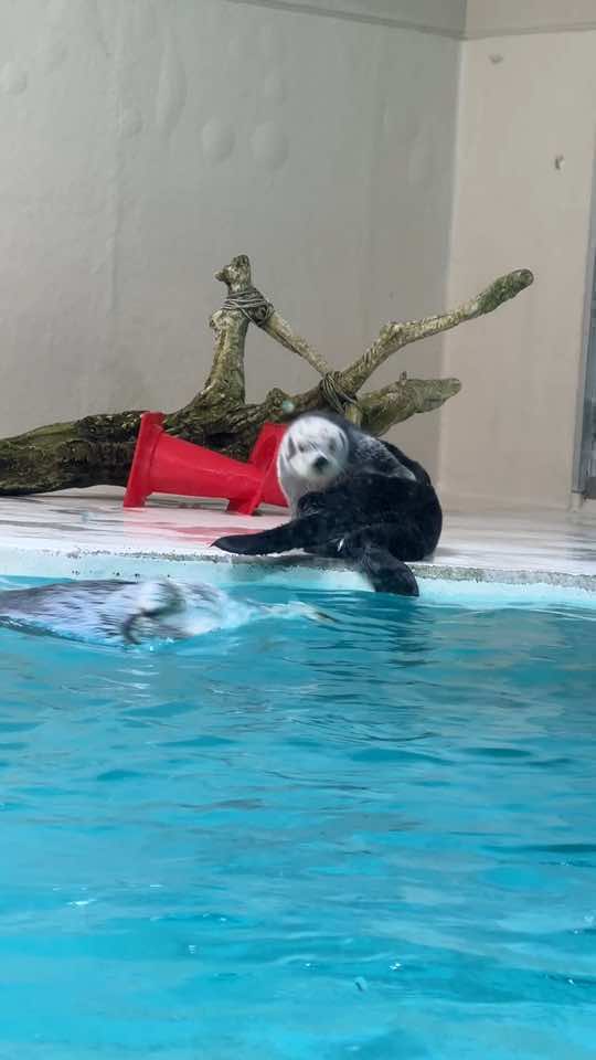 ラッコのキラちゃん🦦 もふもふ毛繕いᵔᴥᵔ #ラッコ#鳥羽水族館#ラッコのメイちゃん#ラッコのキラちゃん#みんなの鳥羽水#sea_otter #seaotter #toba_aquarium #ラッ活