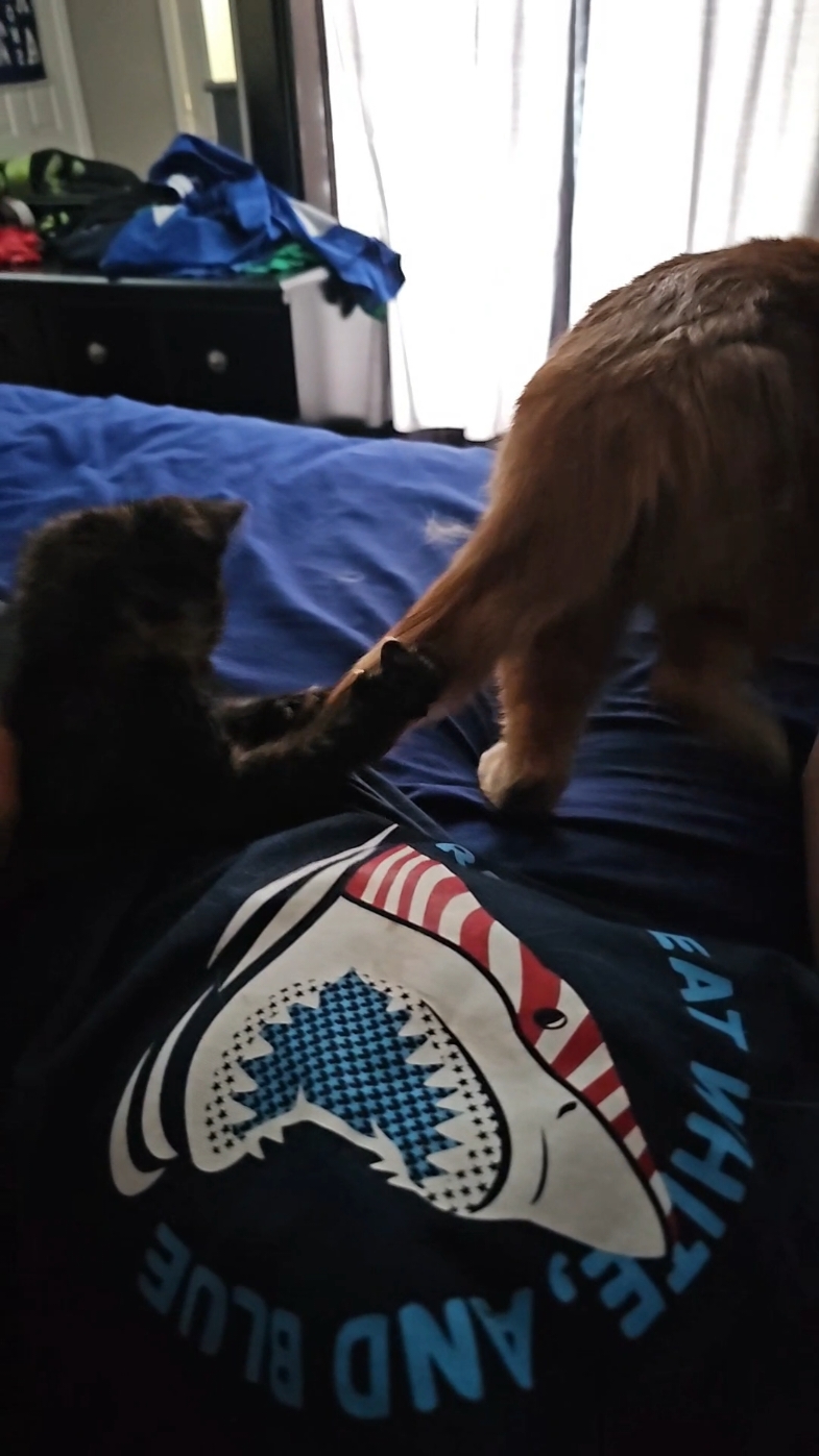 Replying to @stbrnln nobody is traumatized, Princess the orange cat is coming around quite well. Fancy the tortie has been comfortable since day 1 #cats #kittens #cattok #catsoftiktok #tortoiseshellcat #orangecat #orangecatbehavior #fyp 