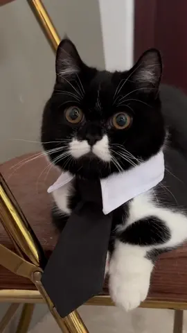 handsome guy #CatsOfTikTok #cat #cats #catlover #pet #pets #PetsOfTikTok #fyp 