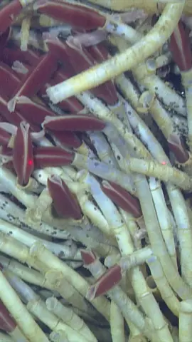 The world’s heaviest worms thrive in an extreme environment. 🔥✨⁠ ⁠ Towering colonies of giant tubeworms (Riftia pachyptila) grow where hot, mineral-laden water flows out of the deep seafloor. Unlike most animals, they don’t eat; instead, bacteria living in their guts transform sulfur into energy for them.⁠ ⁠ As harsh as their environment is, giant tubeworms live surrounded by a community of other animals—and their size doesn’t necessarily protect them. Their gills, which resemble foot-long red feathers, can be a vulnerable target for predators. The worms can quickly retract their gills into the tube if a hungry predator, like a vent crab, ventures too close.⁠ ⁠ When volcanic activity deep below the seafloor changes, the hot water sometimes stops flowing. In this case, the entire worm colony may die off. But when new hot springs pop up in other areas—often dozens or even hundreds of miles away—the tubeworm larvae quickly colonize them.⁠ ⁠ Stay tuned for a closer look at the astonishing communities these worms call home and how MBARI researchers are learning more about them. #MBARI #DeepSea #DeepOcean #fyp 