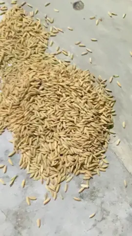 mateng foLLL🌾🔥