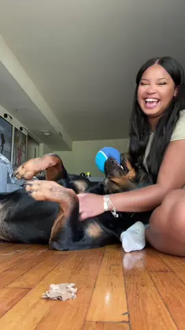 THANK YOU @PetSmart ❤️  #rottweiler #rottweilersoftiktok #PetsOfTikTok #rottie #rottiesoftiktok #rottierumble 