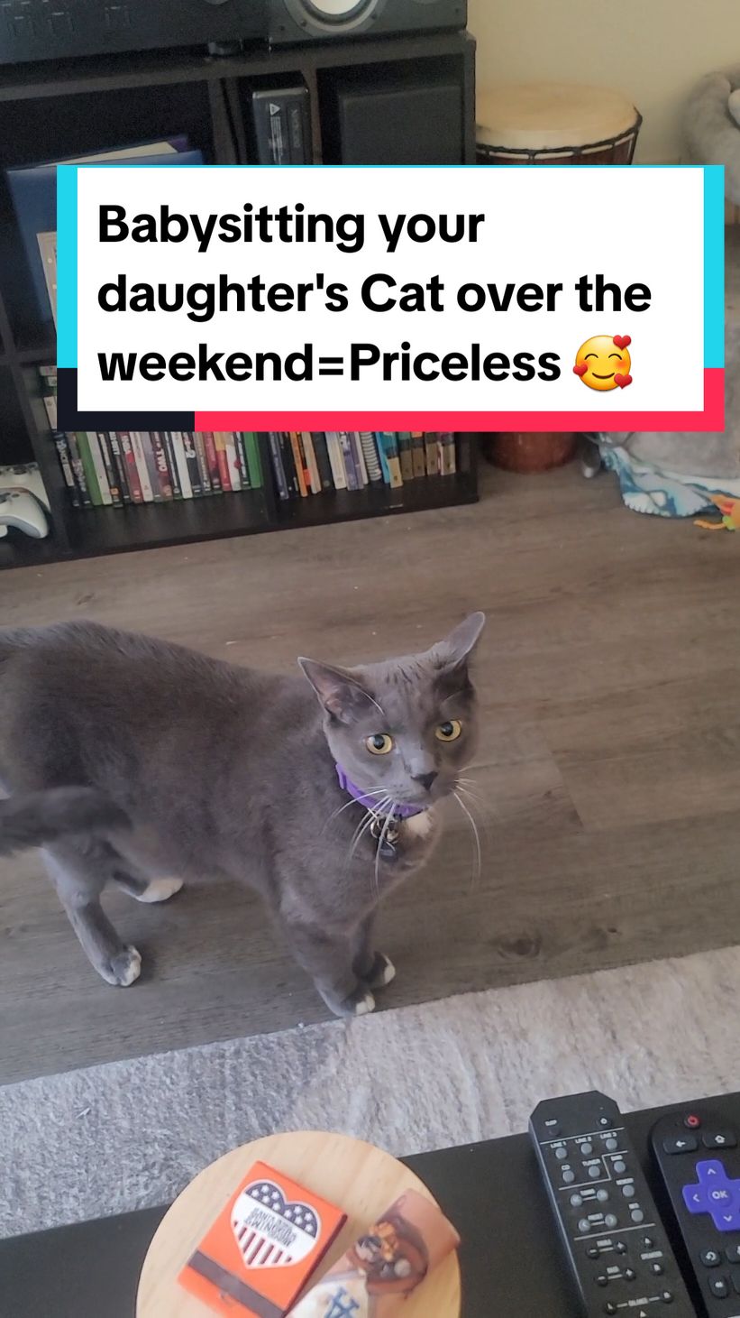A few weeks ago i babysat my daughter's Cat Timon/ Tiggy We had fun playing & eating snacks! #adorablecat #cat #lionking #fyp #viraltiktok #shoptiktok #SelfCare 
