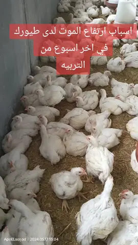 كل يوم معلومه 🐔🐣#تسمين #دواجن #مزارع #مصر #حيوان #فراخ 