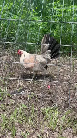 Choice of pure Bennett pullet,leiper pullet,half Bennett 1/4 sweater 1/4 asil 1x or Pure Bennett 1x 20 donation 25 spots fowl to be shipped in fall#gamefowlmexico #gallodecombate #gallosworld #gamefowllife #gamefowlbreedersofamerica #fowl #gamefowlbreeders #gamefarm 