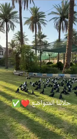 #طيور #الله #اللهم_صلي_على_نبينا_محمد #ارميض #ديالى #العراق🇮🇶 #تيم_الرافدين 