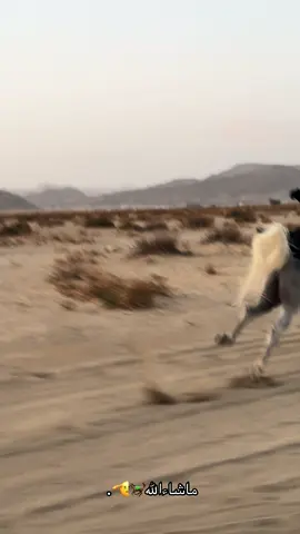 هيااف الله يبارك لك فيه @تاجو🏇🏼 🥺🤍.#اكسبلورexplore #CapCut #مالي_خلق_احط_هاشتاقات #خيل_وخياله🐎 #ماشاءالله #اذكروا_الله #friends 
