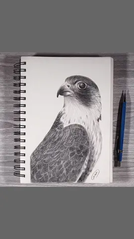 رسم صقر بقلم الرصاص الميكانيكي 0.7 مادة؟ فابر كاستل على ورق سكتش #رسم #قلم_رصاص #اكسبلور #اكسبلورexplore #السعودية 