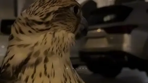 انت قدلكك  ! . .  #اكسبلورexplore #fypシ゚viral 