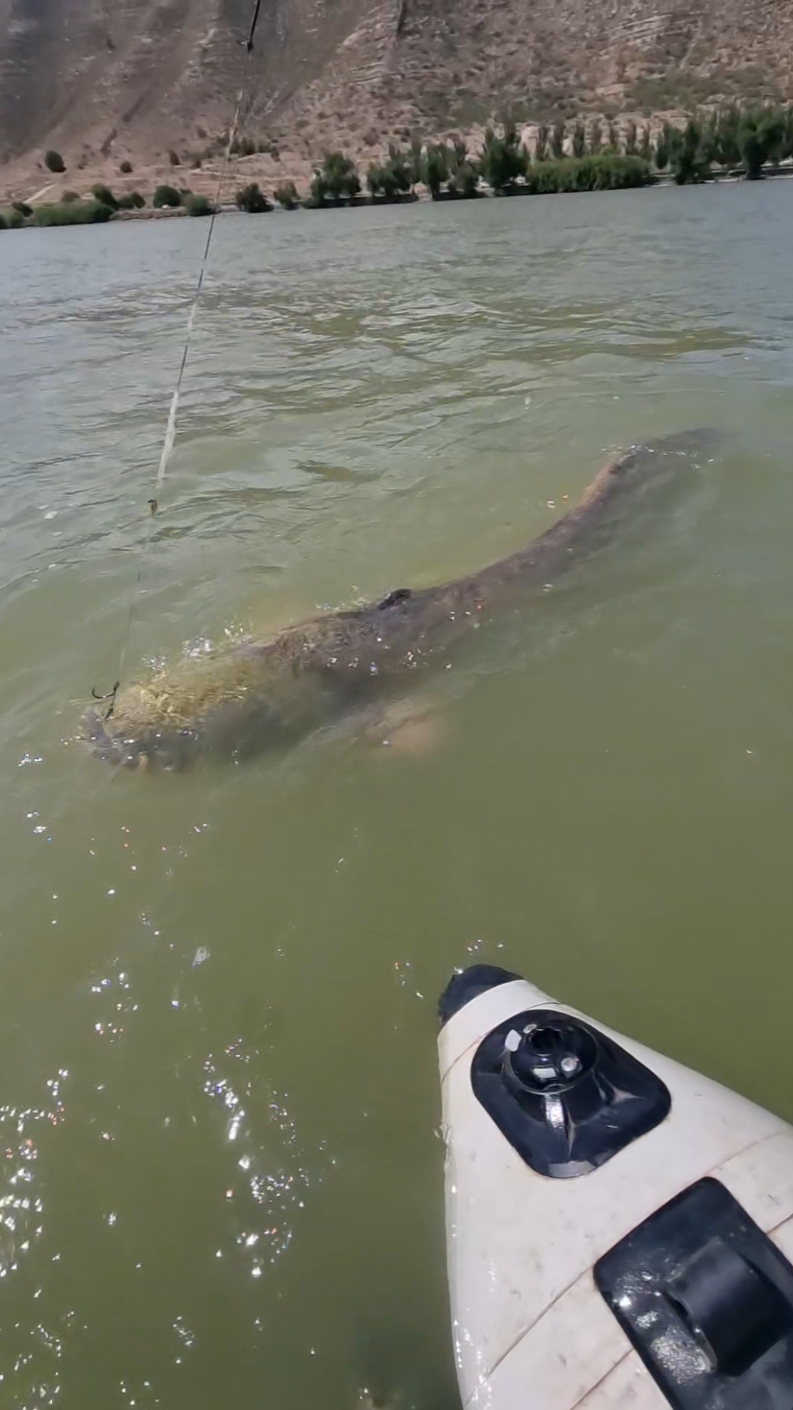 💥2,25m💥 @Adventerfishing  #fishing #pesca #wedkarstwo #catfish #siluro #sum #monsterfish #rivergishing #predatorfish #spinfishing #deporte #sports 