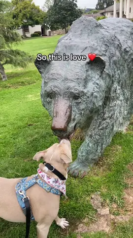 Beary much in love. #dogs #dogvideos 