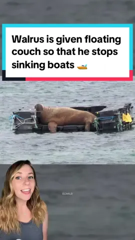 When Wally the wayward walrus drifted south from the Arctic to Ireland and then took a solo vacation across western Europe, he took to lounging on boats, often sinking them. 🛥️ Instead of rushing Wally along, people along the coast worked together to provide special floats for Wally as he made his way back toward the Arctic on his own time, including the British Divers Marine Life Rescue crafting a floating couch for him and Seal Rescue Ireland providing him with a Wally-friendly pontoon. 🌊 Wally eventually made his way back home and is believed to now be living a typical walrus life in the Arctic. ❤️ 📸BDMLR / Seal Rescue Ireland / Calypso Boating / sailingsvcaledonia / paulfesty / islandiatravel / Tom Owen / Will Wagstaff / Adam Collins / Cliff Smith / Kris Webb / Gayle Marsh / Scott Reid / Paul O’Sulliven #walrus #wallythewalrus #walrusrescue #marinelife #marinemammals #oceanlife #goodnews