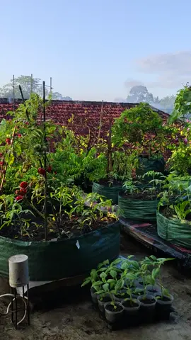 alhamdulillah sedikit diguyur hujan #berkebundirumahaja #gardeniidea #gardening #gardenfun #rumahberkebun #kebunrumah 
