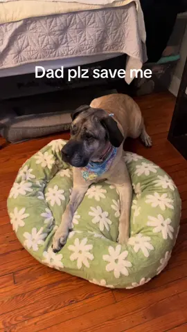 Just english mastiff things 😅 #englishmastiff #bigdog #dogbed #cute #aesthetic #cutedogbed 