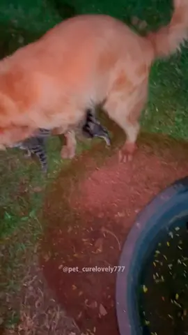 the end🤣#cat #cats #cutecat #catlover #catsoftiktok #fyp #foryou #foryoupage #funny #fypシ #funnycat #funnyvideos #funnytiktok #funnyanimals #kitty 