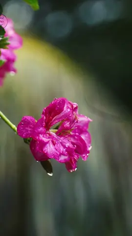 Tranquil Flower in the Rain with Gentle Ambient Music | Relaxing Nature Video Witness the serene beauty of a flower gently swaying in the rain, accompanied by soothing ambient music in this short video. Perfect for moments of relaxation, stress relief, and finding calm, this peaceful scene will transport you to a tranquil state of mind. Let the combination of rain sounds and gentle melodies create a calming atmosphere for you to unwind and enjoy. #FlowerInTheRain #AmbientMusic #NatureVideo #Relaxation #StressRelief #Calm #SoothingSounds #NatureLovers #PeacefulMoments #RainAndMusic